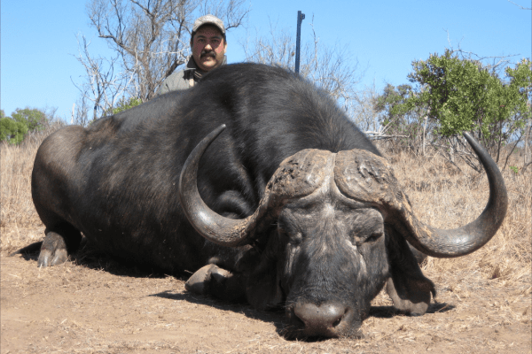 Namibia buffalo adventure.